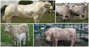 Az Auliekol fajta szarvasmarhák leírása és jellemzői, karbantartási szabályok