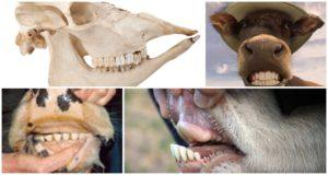 Layout och tandformel för en ko, anatomi av strukturen på käkens nötkreatur