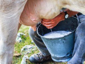 Зашто је кравље млеко горко и шта радити, како вратити нормалан укус