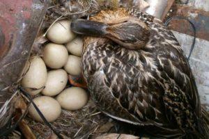 Колико дана дивља патка вади јаја и у којима гнезди
