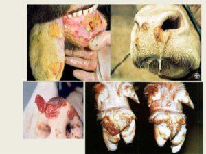 Pôvodca a príznaky ochorenia slintačky a krívačky u hovädzieho dobytka, liečba kráv a možné nebezpečenstvo