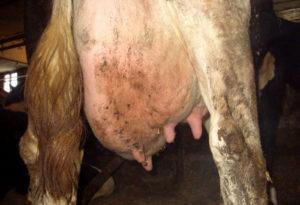 Karvių katarinio mastito priežastys ir simptomai, gydymas ir prevencija