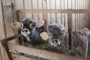 I 4 metodi migliori per allevare i vitelli a casa