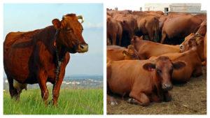 Kenmerken van vee en het land waar ze worden gefokt, classificatie