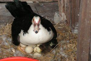 Wenn zu Hause Enten zu legen beginnen und wie viele Eier pro Jahr gegeben werden
