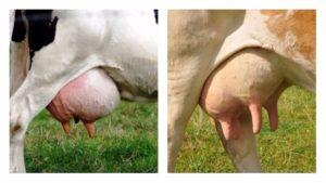 Quelles formes de pis les vaches ont-elles et combien de mamelons ont-elles, anatomie des organes