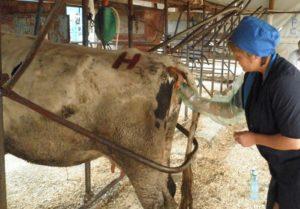 Karvės nėštumo tiesiosios žarnos tyrimo metodika ir ypatybės