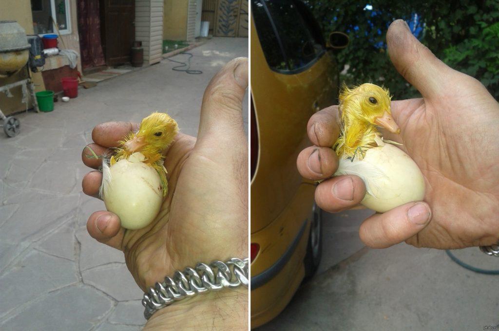 pagpindot ng mga gosling sa isang incubator sa bahay