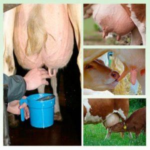 Kolikrát denně by měla být kráva dojena a co ovlivňuje počet dojení