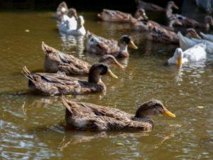 How to feed wild ducklings at home, how to tame them and breeding