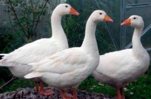 Description and characteristics of geese of the Mamut breed, breeding rules and care