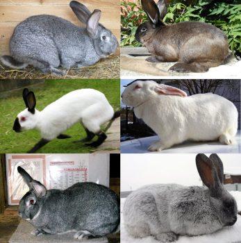 muchos conejos