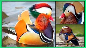 Како изгледају патке мандарине и где живе, шта једу и колико година живе