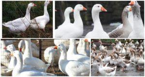 Description and characteristics of Hungarian geese, pros and cons of the breed and care