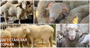 Descripción y características de la raza, dieta y cría de ovejas de Daguestán.