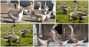 Description and characteristics of geese of the Kuban breed, their breeding and care