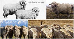 Opis a charakteristika plemena oviec Altaj, pravidlá ich chovu