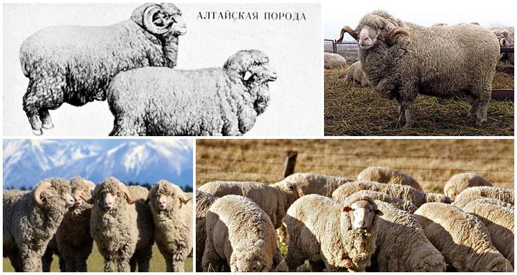 Altajaus veislės avys