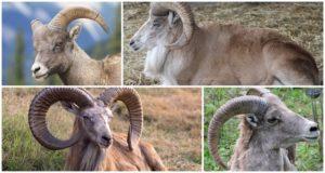 Turkmėnų kalnų avių ir jų gyvenimo būdo aprašymas, ką valgo ir priešai