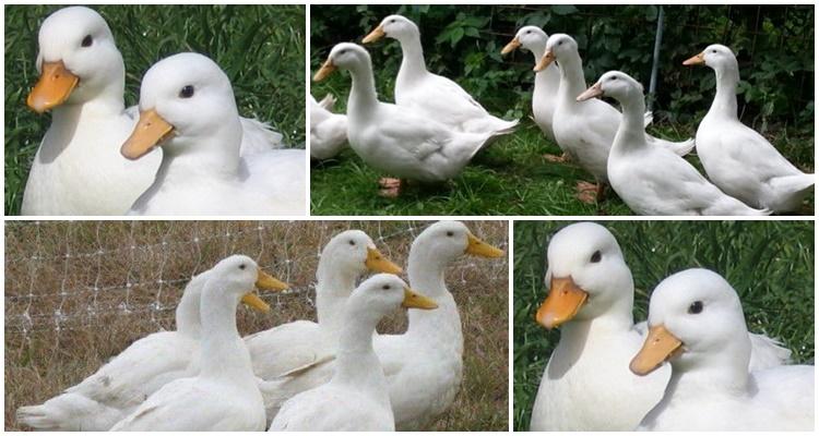 патка агидел