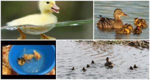 Када патке могу почети да пливају и шта утиче на њихово време купања