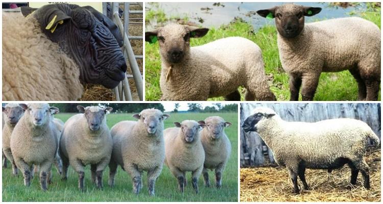 Hampshire-Schafe