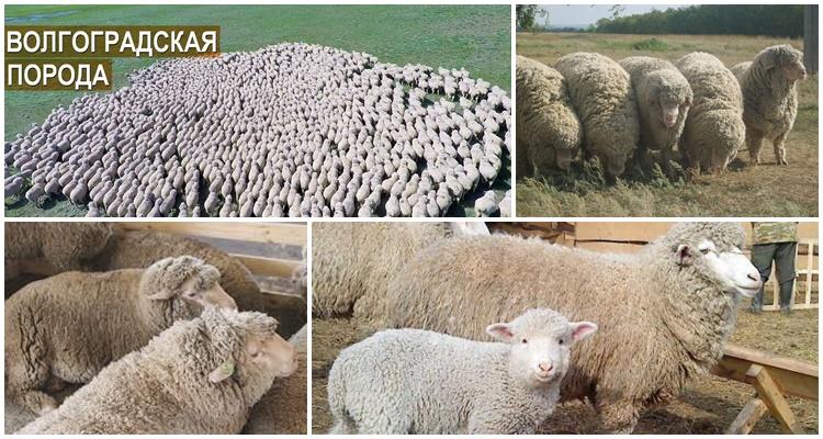 daudz aitu
