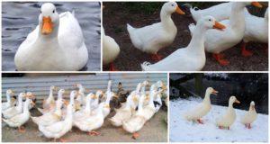 Како узгајати и узгајати пекиншке патке код куће