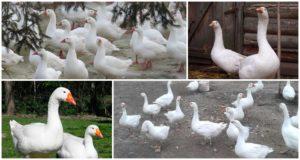 Description and characteristics of the governor's breed geese, their feeding and care