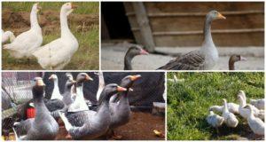 Description and characteristics of the Ural gray and white geese, breed breeding