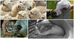 Avių užkrečiamos ekemijos ir viruso patogeno simptomai nei gydyti