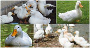 Опис и карактеристике патки Цхерри Валлеи, узгој и брига