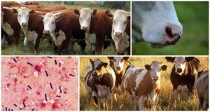 Pôvodca a príznaky emfyzematózneho karbunkulu u hovädzieho dobytka, liečba emkaru