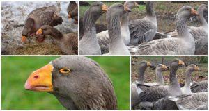 Beschrijving van ganzen van het Tula-vechtras, hun kenmerken en fokkerij