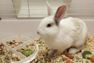 Čo obilniny môžu a nemôžu byť poskytnuté králikom, výhody a poškodenia rôznych druhov