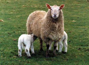Mikä on oikea lampaanmaidon nimi, mitä tuotteita ja juustoja siitä tehdään
