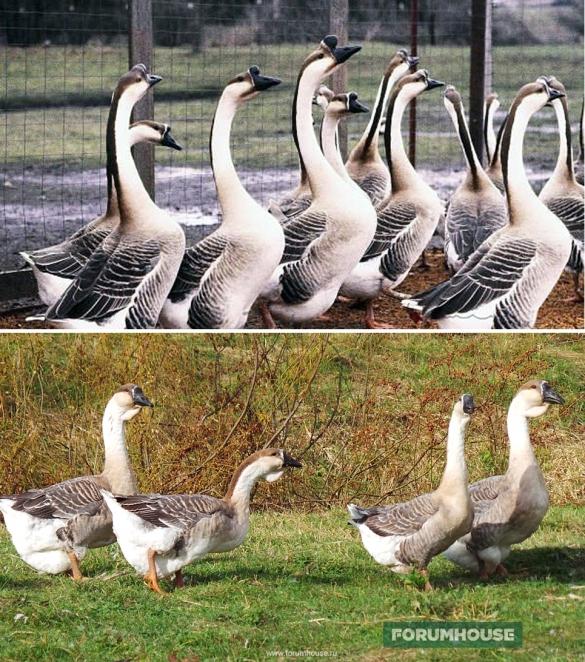 african geese